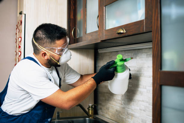 Best Flea Control Services  in Battlement Mesa, CO