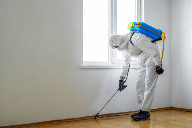 Best Wasp Removal Services  in Battlement Mesa, CO