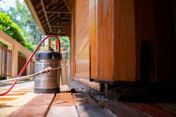Best Termite Control Services  in Battlement Mesa, CO