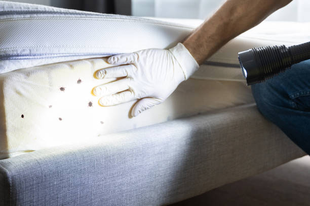Best Mosquito Control Services  in Battlement Mesa, CO