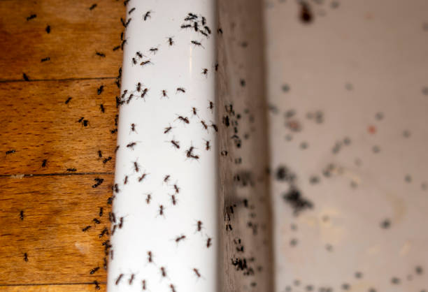 Best Residential Pest Control  in Battlement Mesa, CO