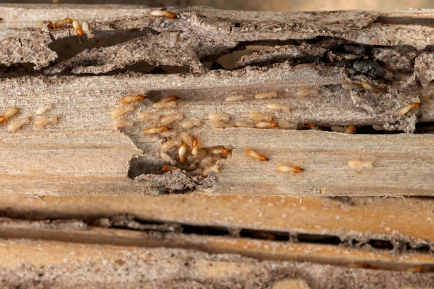 Flea Control Services in Battlement Mesa, CO